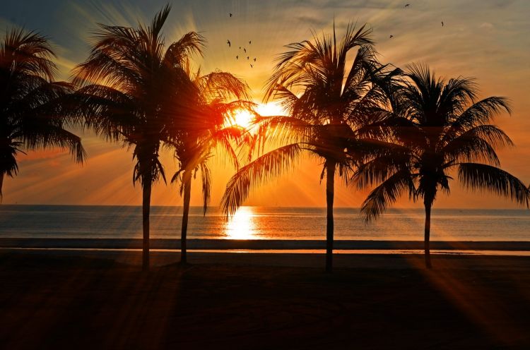 palm trees beach sunset view