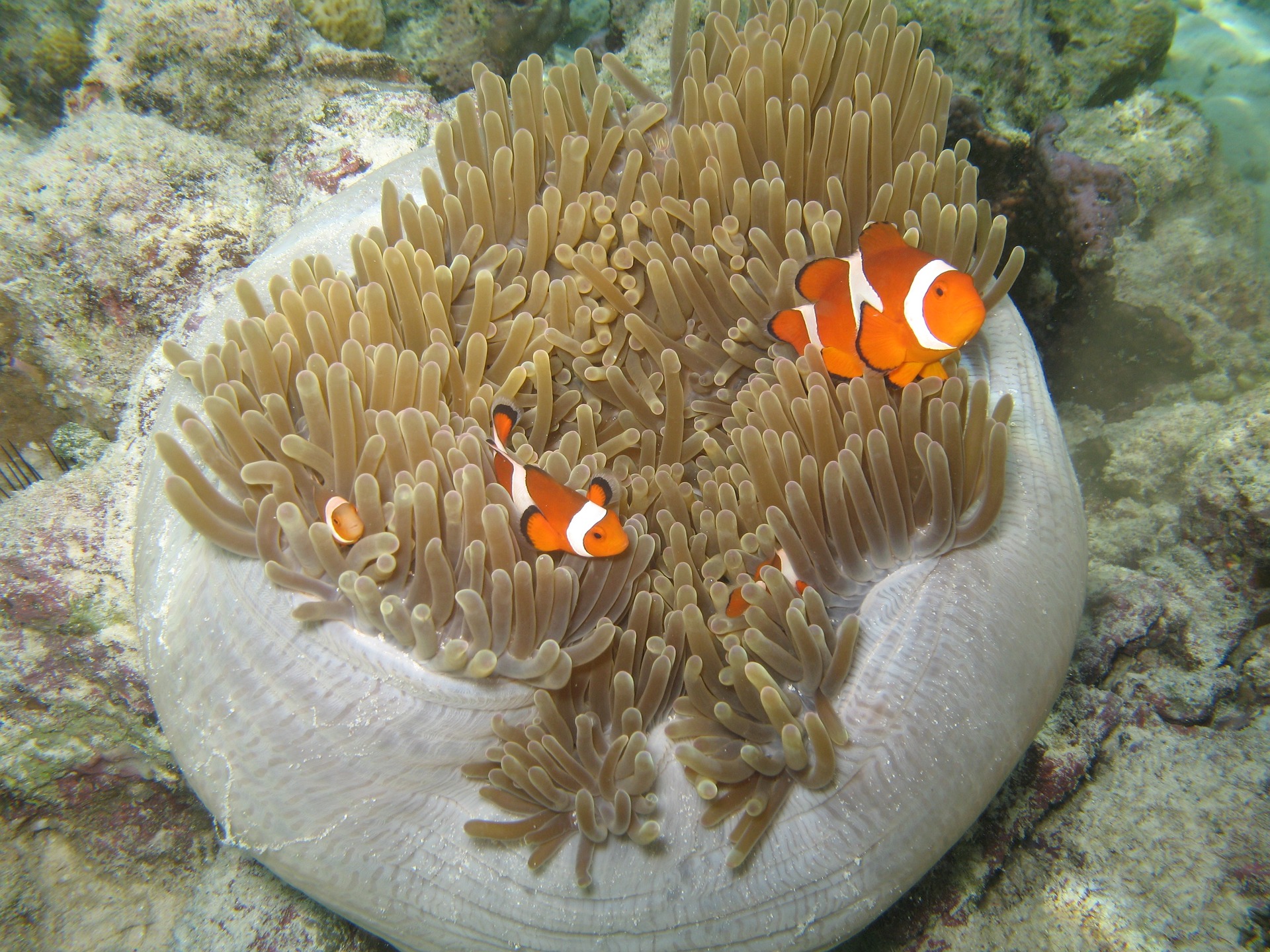 Marine Life Nemo