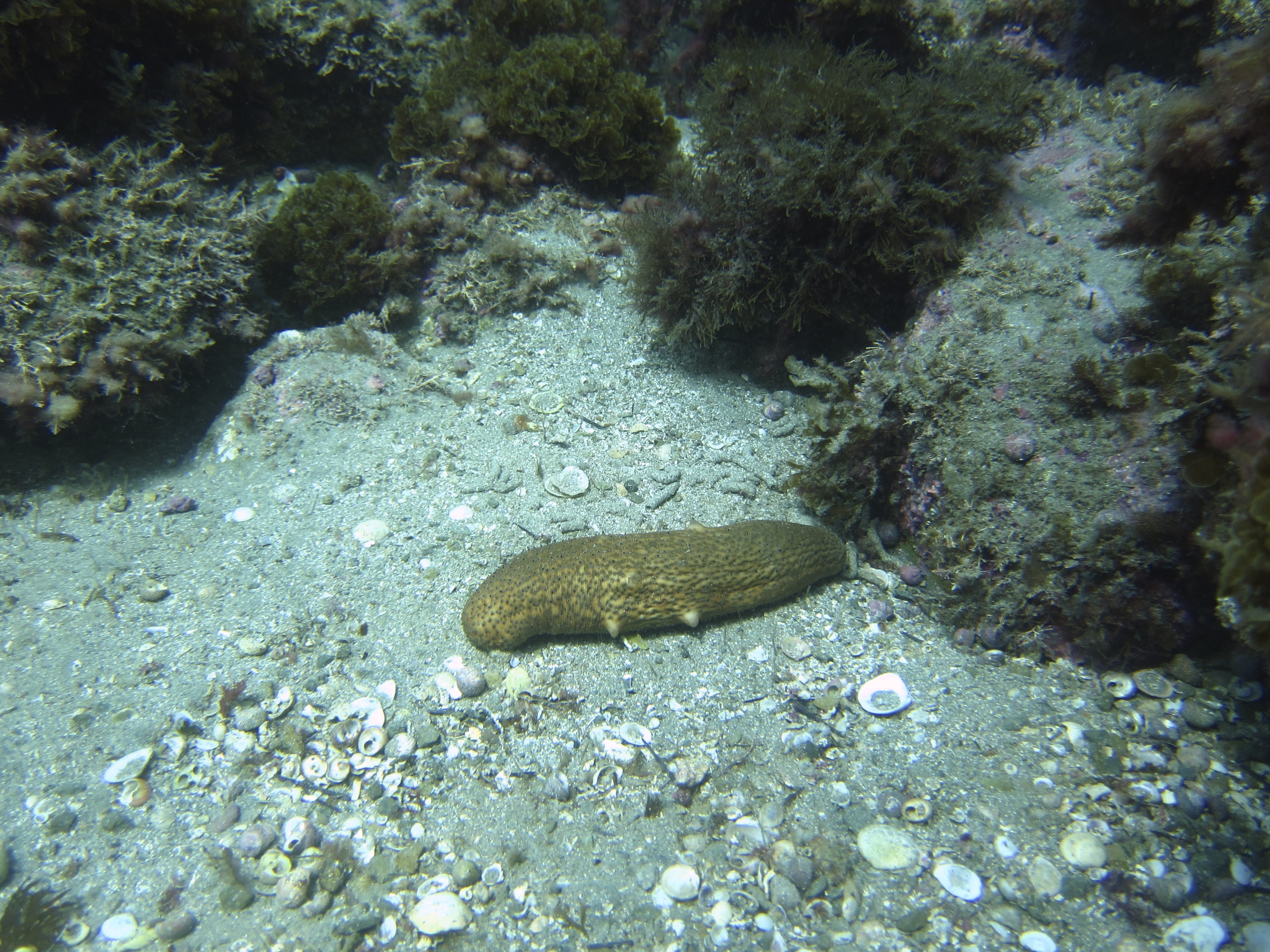 Marine Life Cucumber