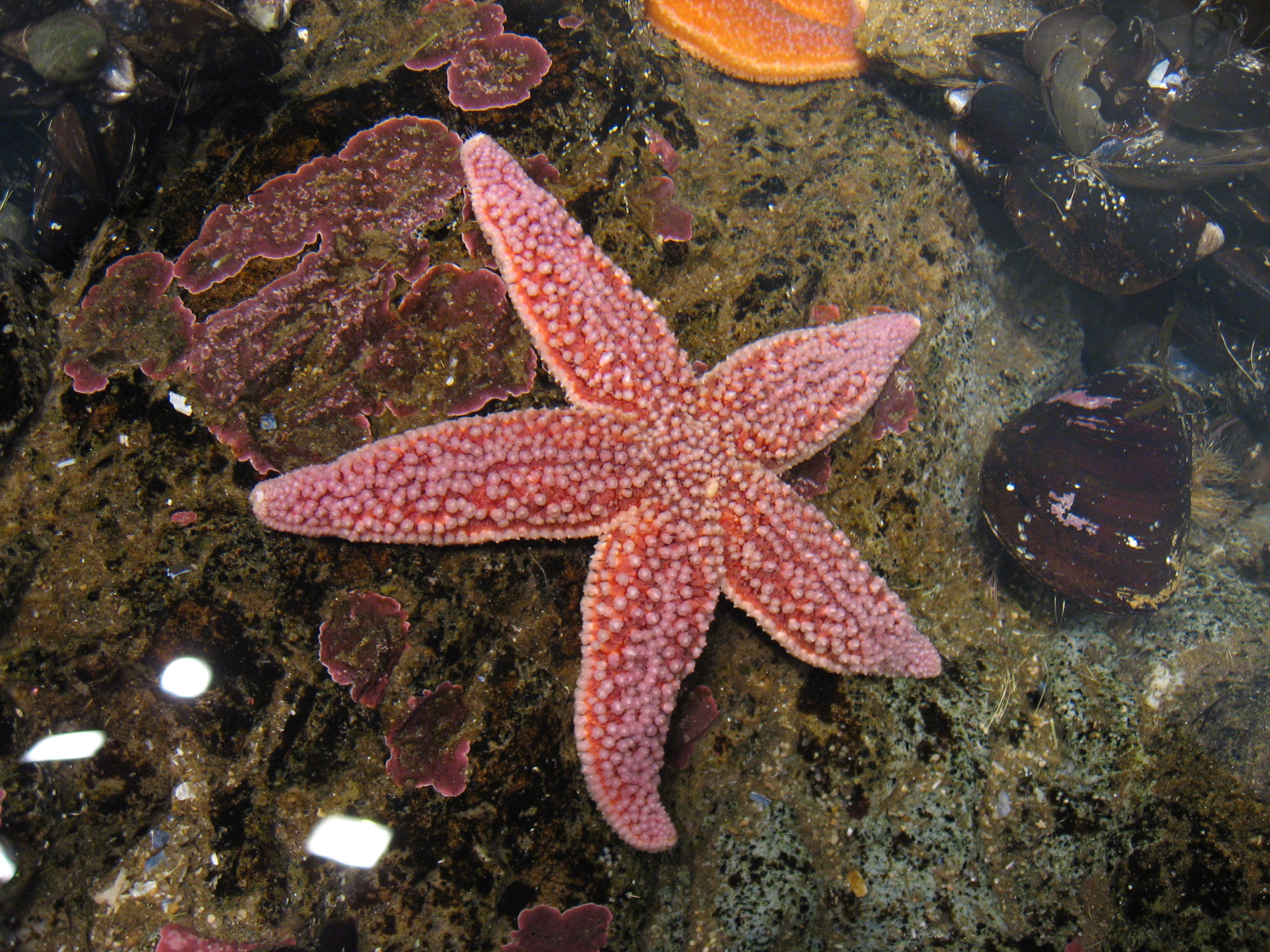 Marine Life Star