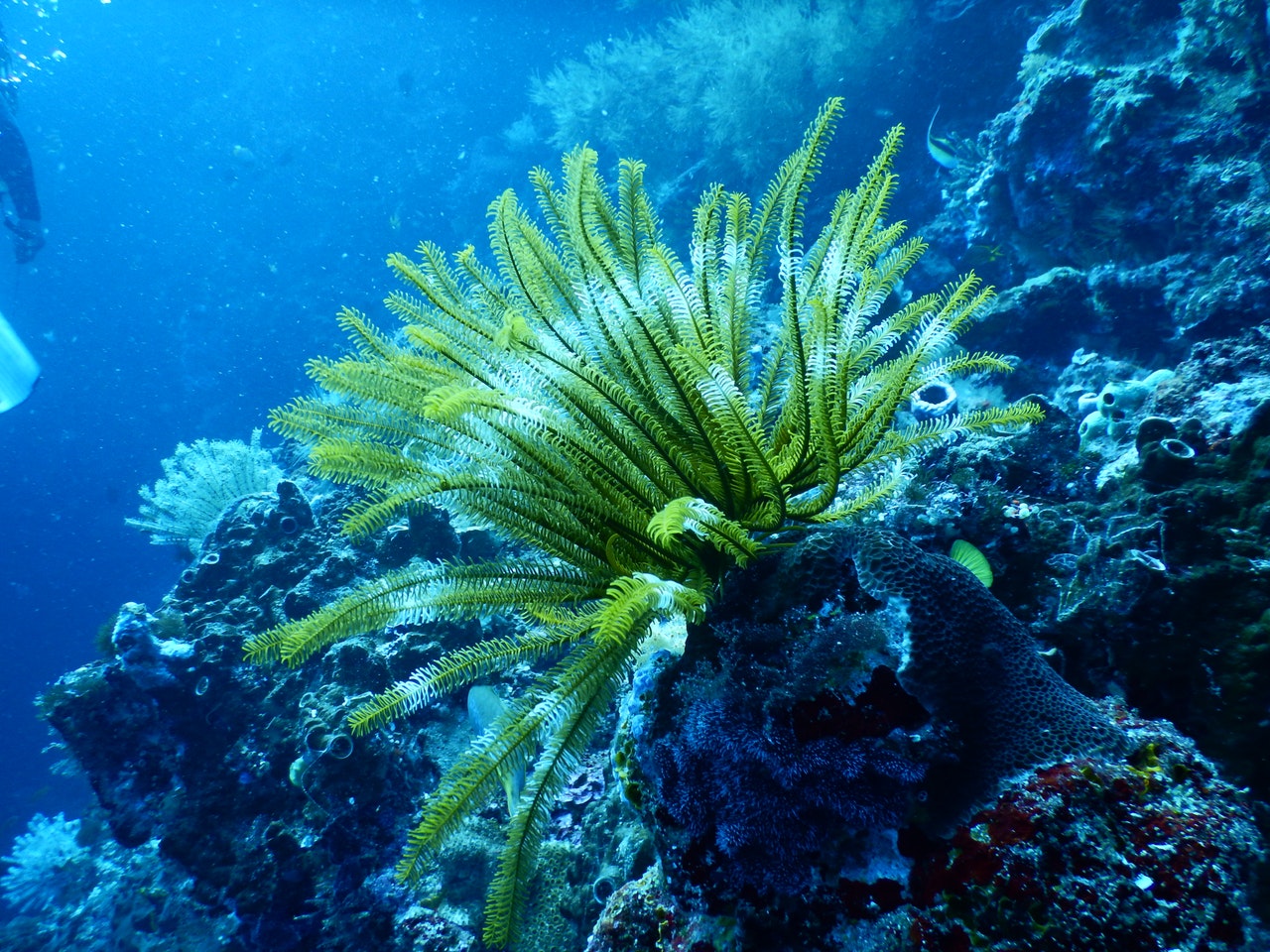 aquatic-coral-2019-05-29-01-34