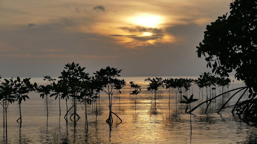 beautiful mangroves sunset