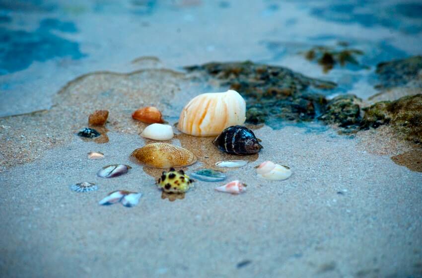 Boracay Souvenir Cant Take Home Seashells