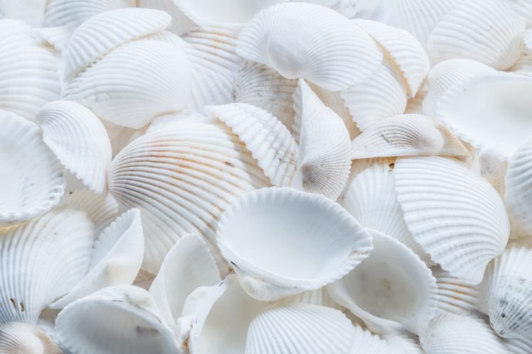 puka shells