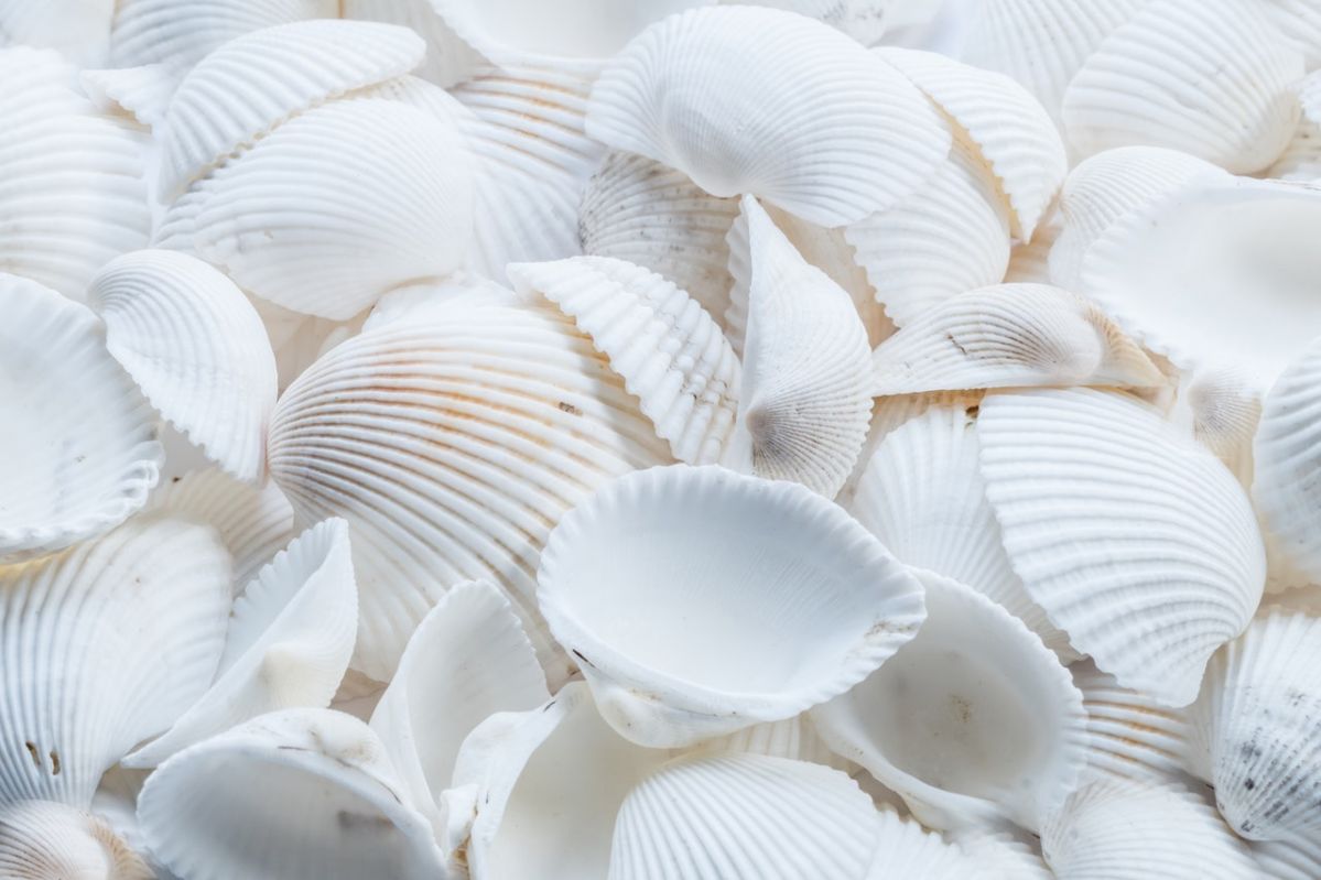 close-up-pattern-seashell-2019-05-16-09-31-large