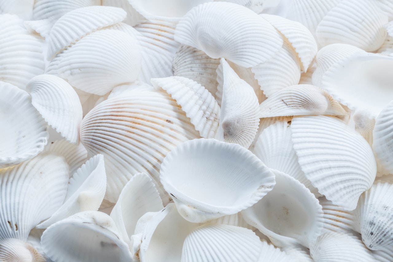 close-up-pattern-seashell-2019-05-16-09-31