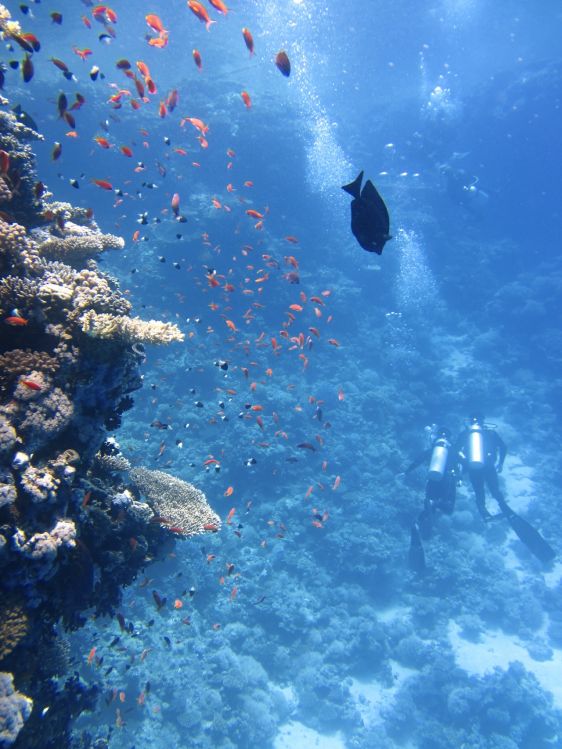 scuba diving deep sea boracay