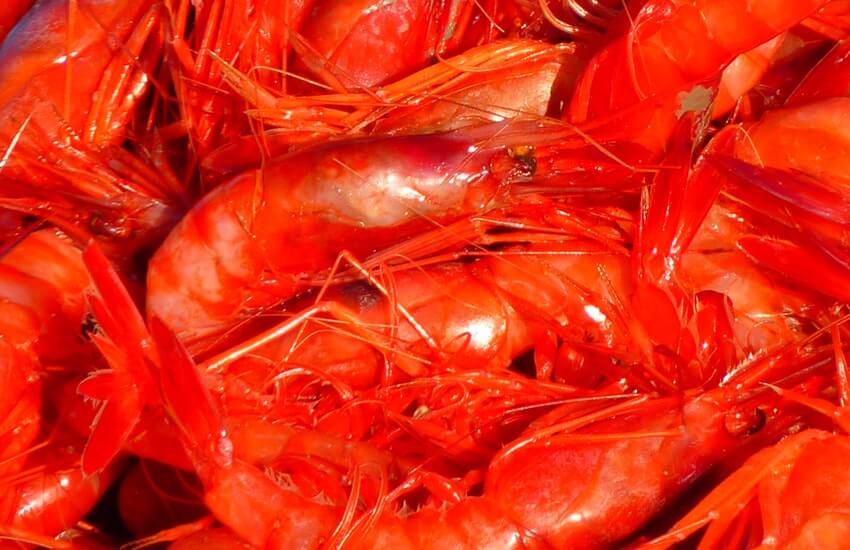 delicious scampi shrimp