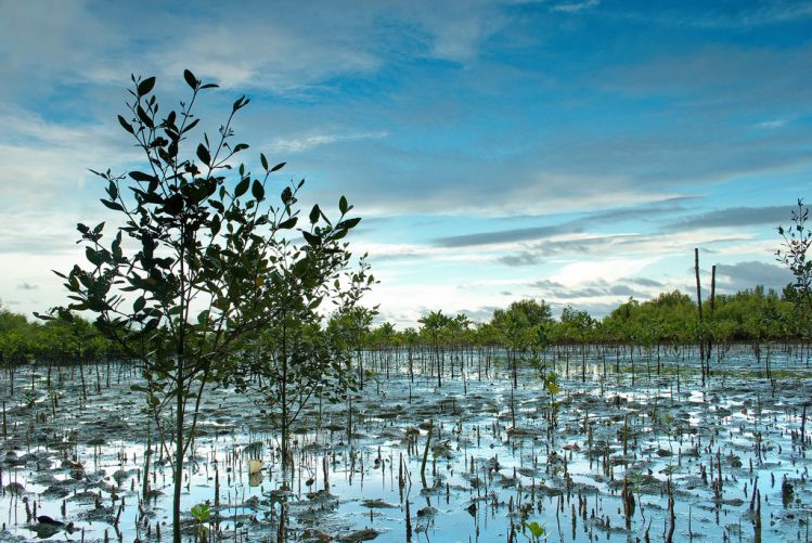 aklan mangrove parks